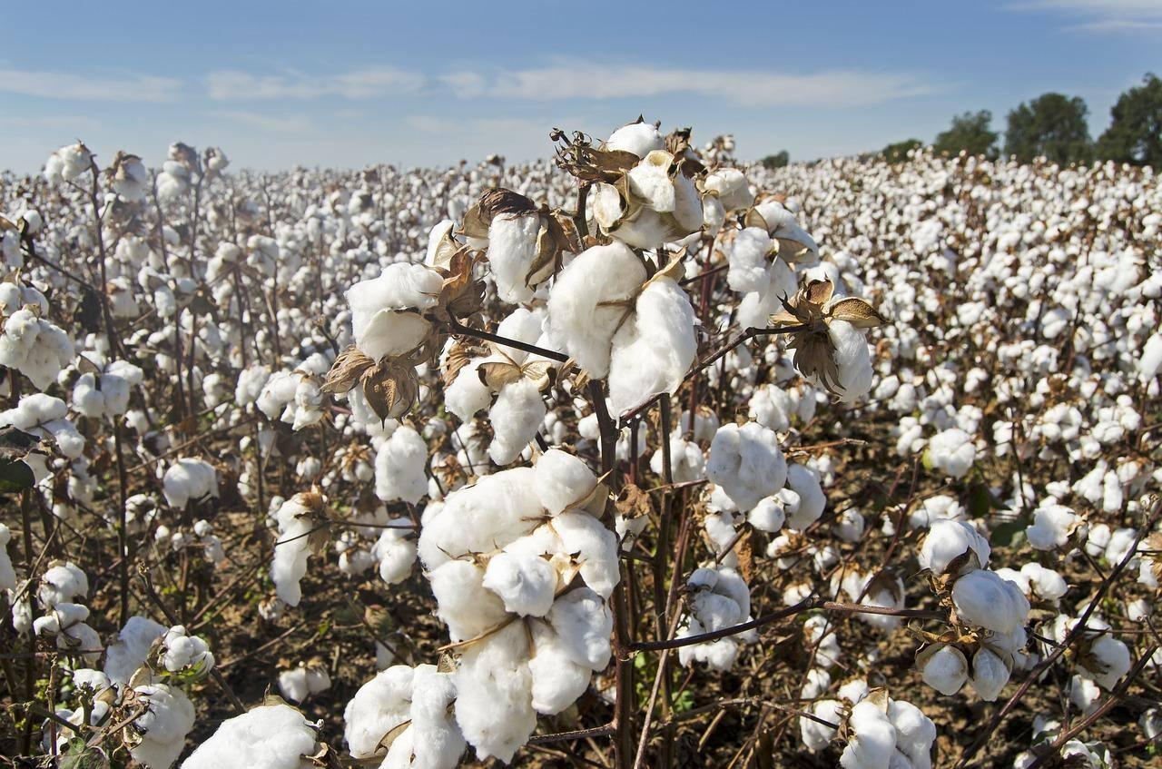 Brasil ultrapassa EUA pela 1ª vez e se torna maior produtor e exportador mundial de algodão