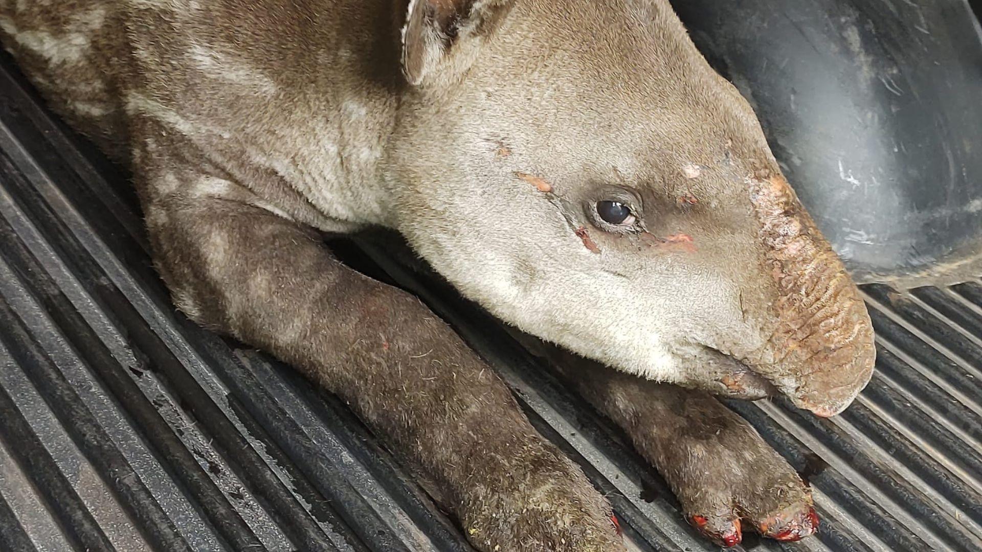 Filhote de anta é resgatado com ferimentos causados pelo fogo em fazenda de Aquidauana