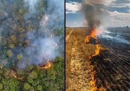 PF prende dois em operação contra incêndio no Pantanal e apreende gado em área afetada