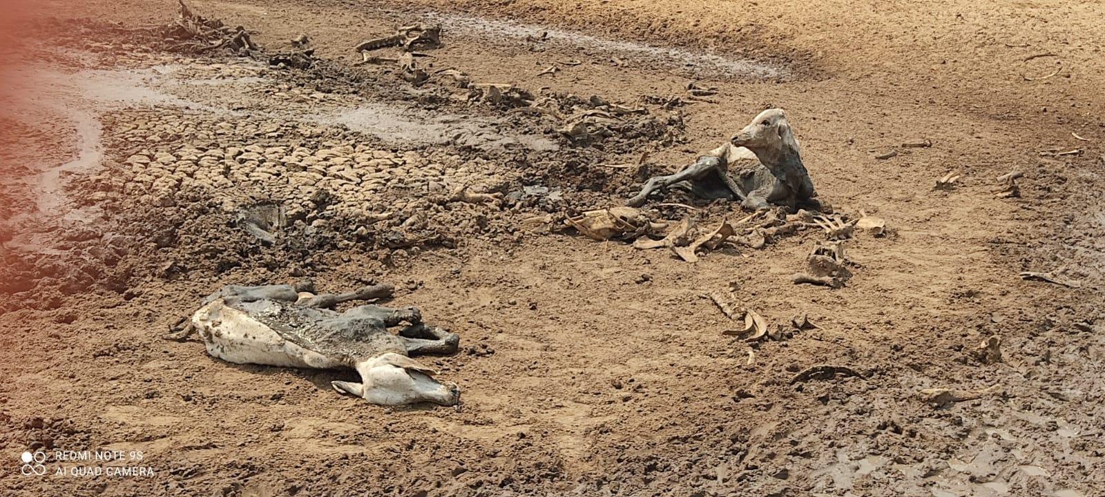 PMA prende proprietário de fazenda que deixou gado morrer de sede e fome