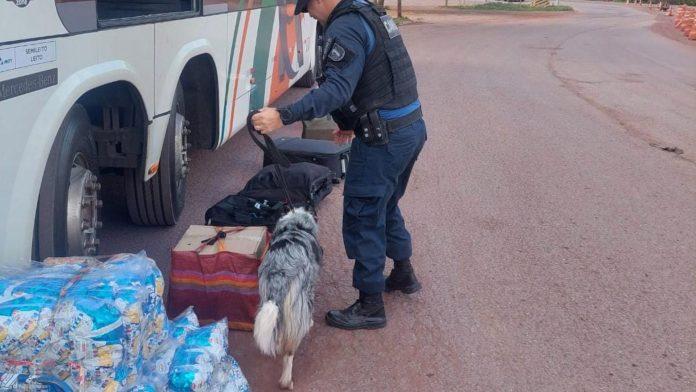 Cães policiais de Aquidauana identificam “mulas do tráfico” durante operação da RF em Corumbá