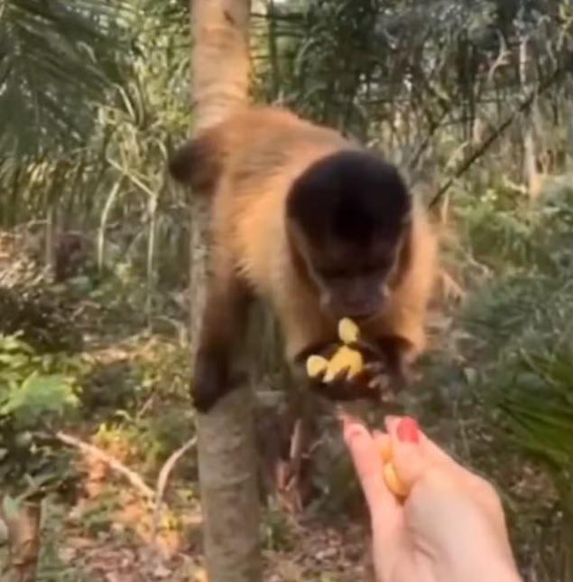 Turista é multada em R$ 4,8 mil após dar salgadinho para macaco e postar nas redes sociais