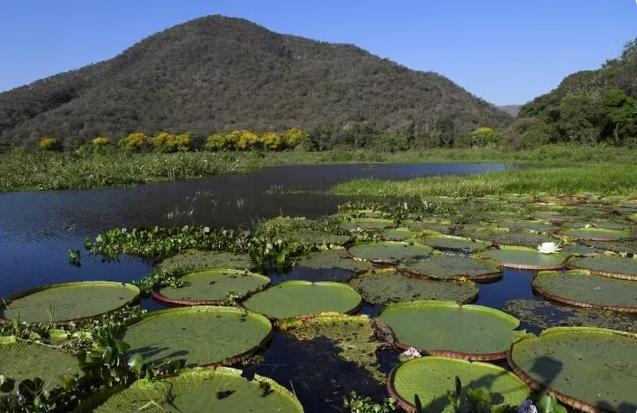 Lei do Pantanal e Plano MS Carbono Neutro serão destaque no G-20