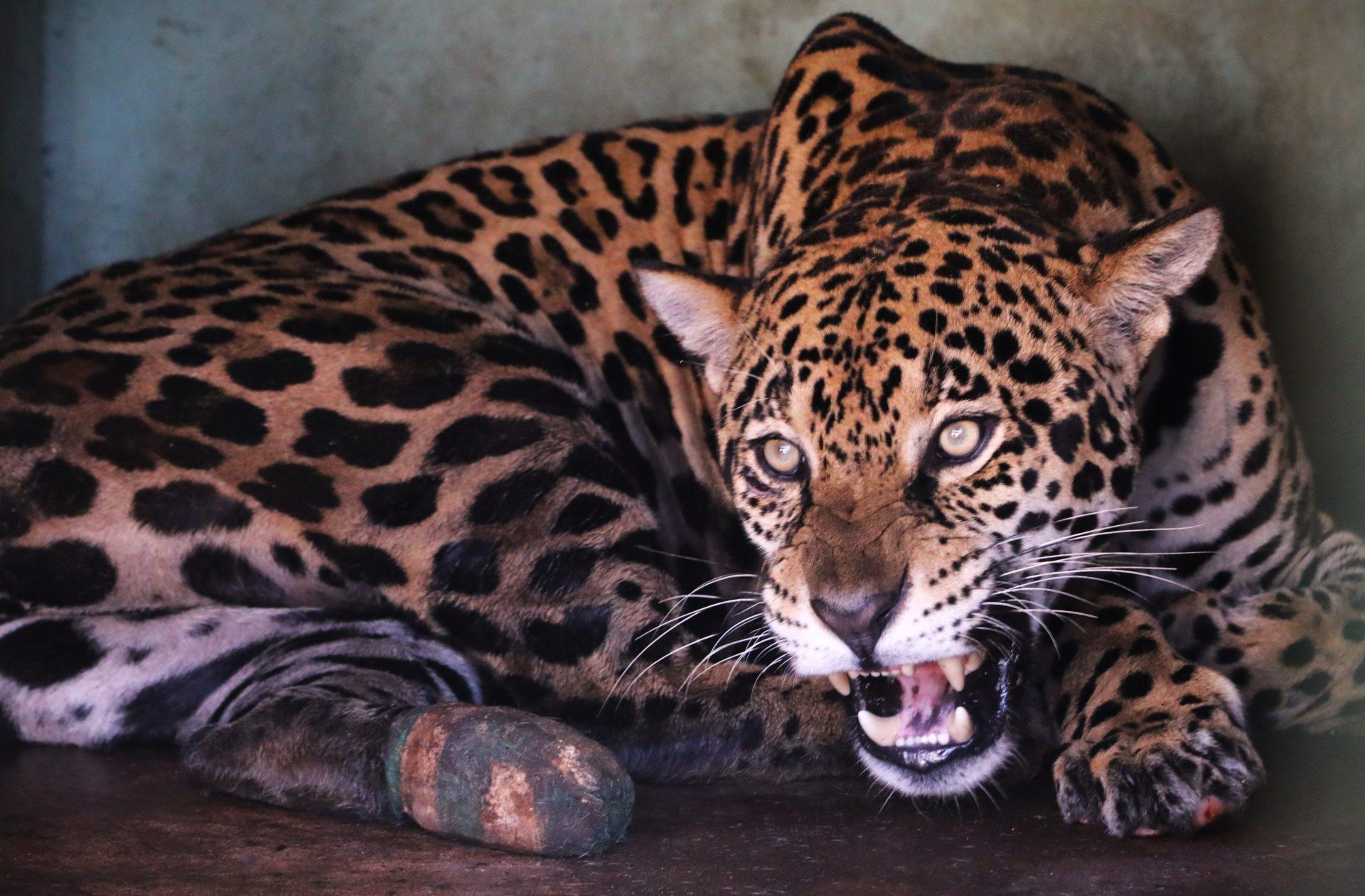 Monitoramento confirma adaptação da onça-pintada Miranda ao habitat natural