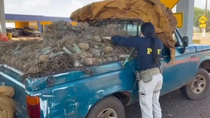 Motorista é preso em MS tentando levar para SP maconha escondida em carga de abacaxis