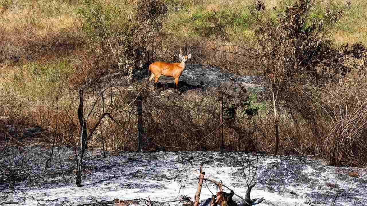 Pantanal: redução da área alagada tem favorecido aumento de incêndios