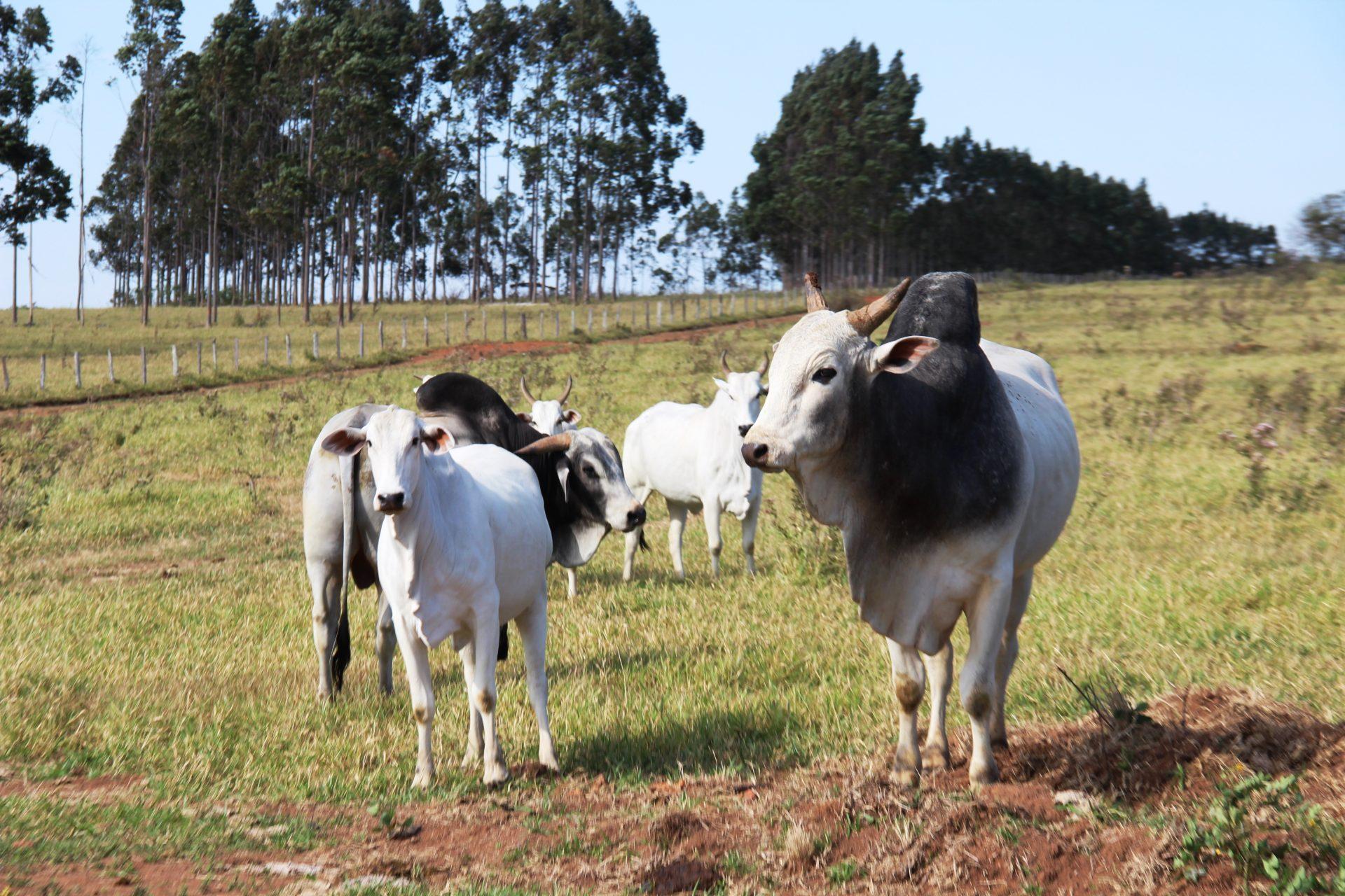 Pecuaristas devem atualizar cadastro de rebanhos na Iagro até o dia 30 de novembro