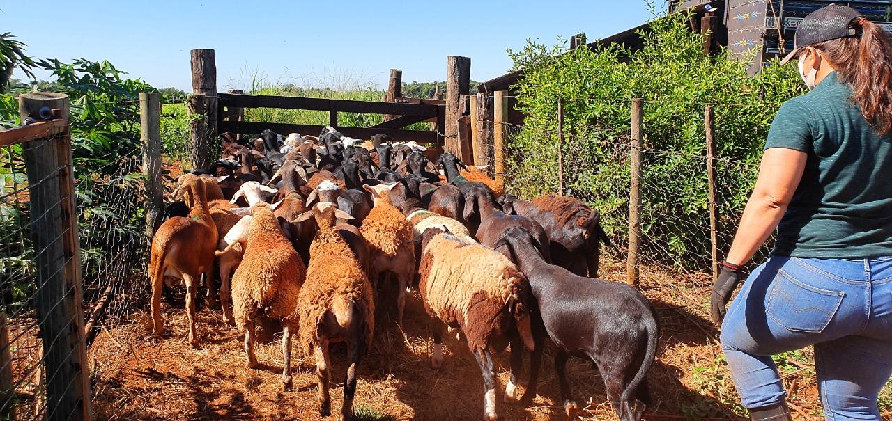 Produtores de ovinos e caprinos terão prazo de um ano para regularizar rebanhos junto a Iagro sem multas