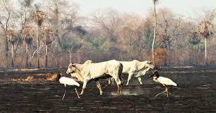 Documentário apresenta imagens inéditas destruição no Pantanal